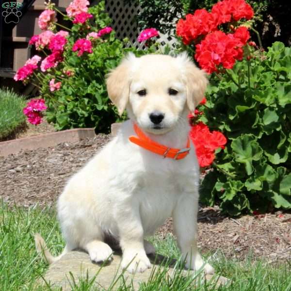 Kevin, Mini Goldendoodle Puppy